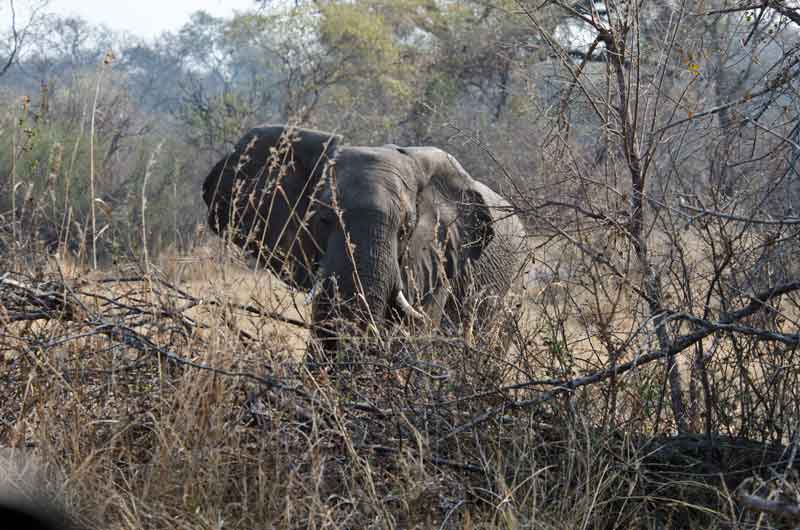 45 - Namibia - elefantes - parque nacional de Bwabwata